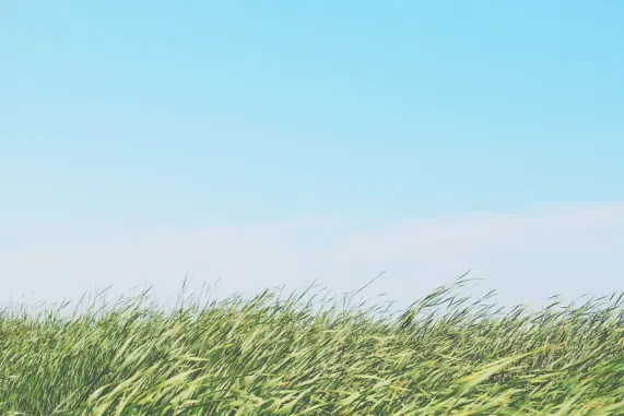 カジノ テッド ビンゴ サポート